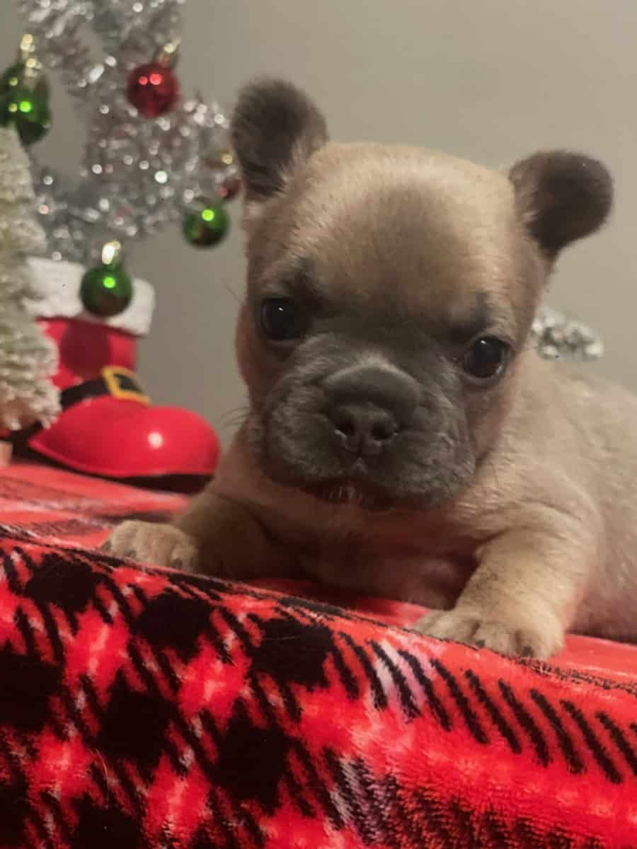 Puppy for sale image 2