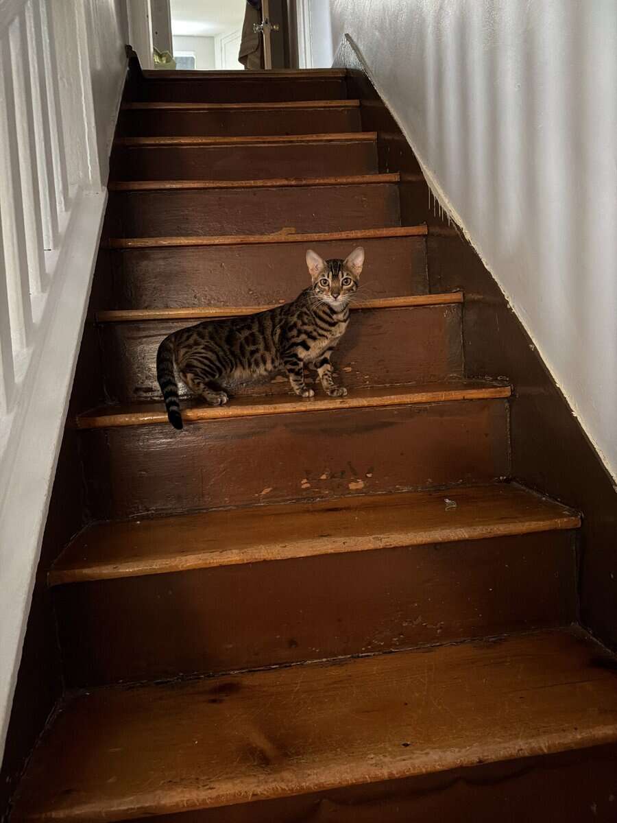 Female bengal image 1
