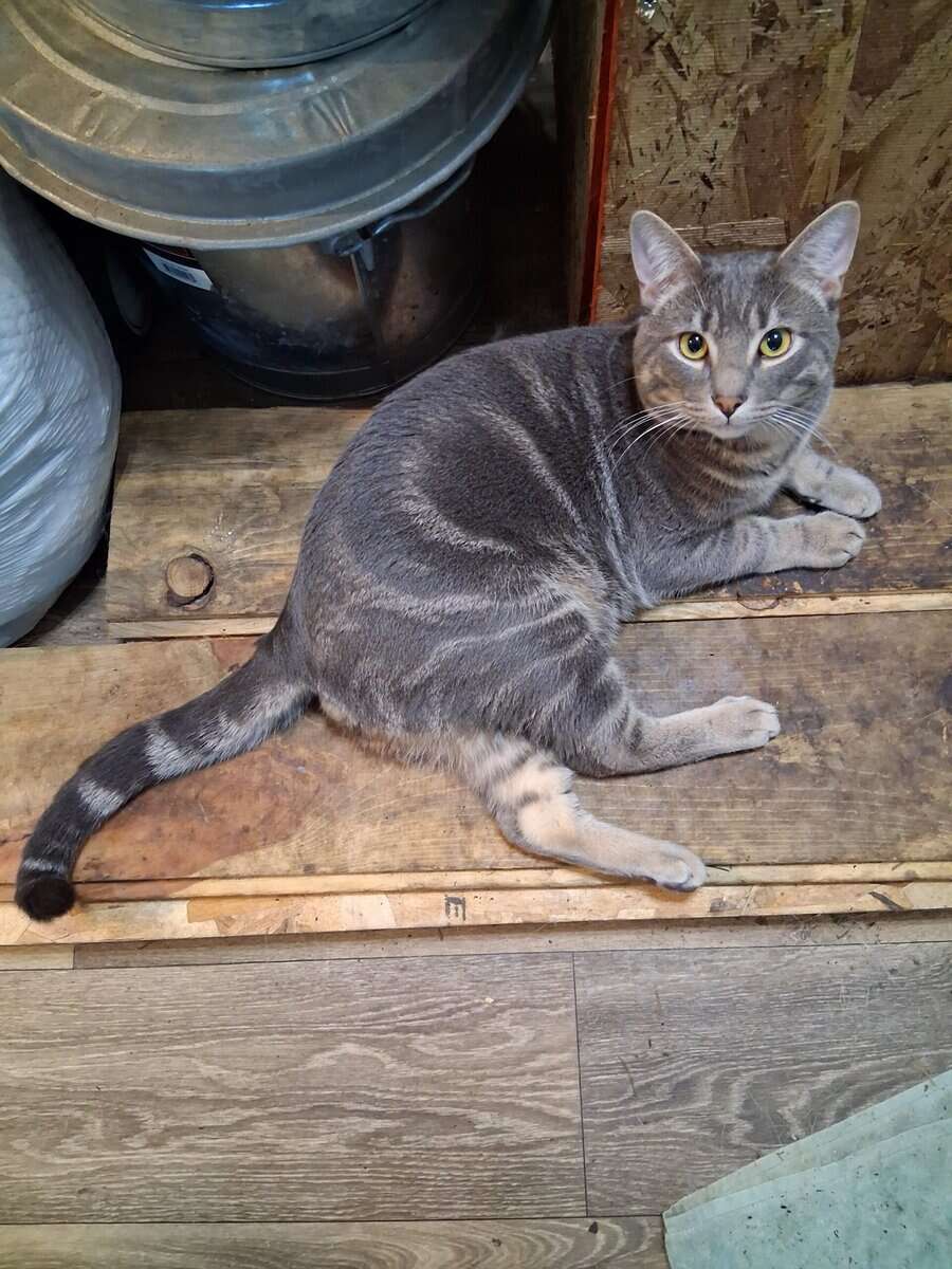 2 free cats image 1