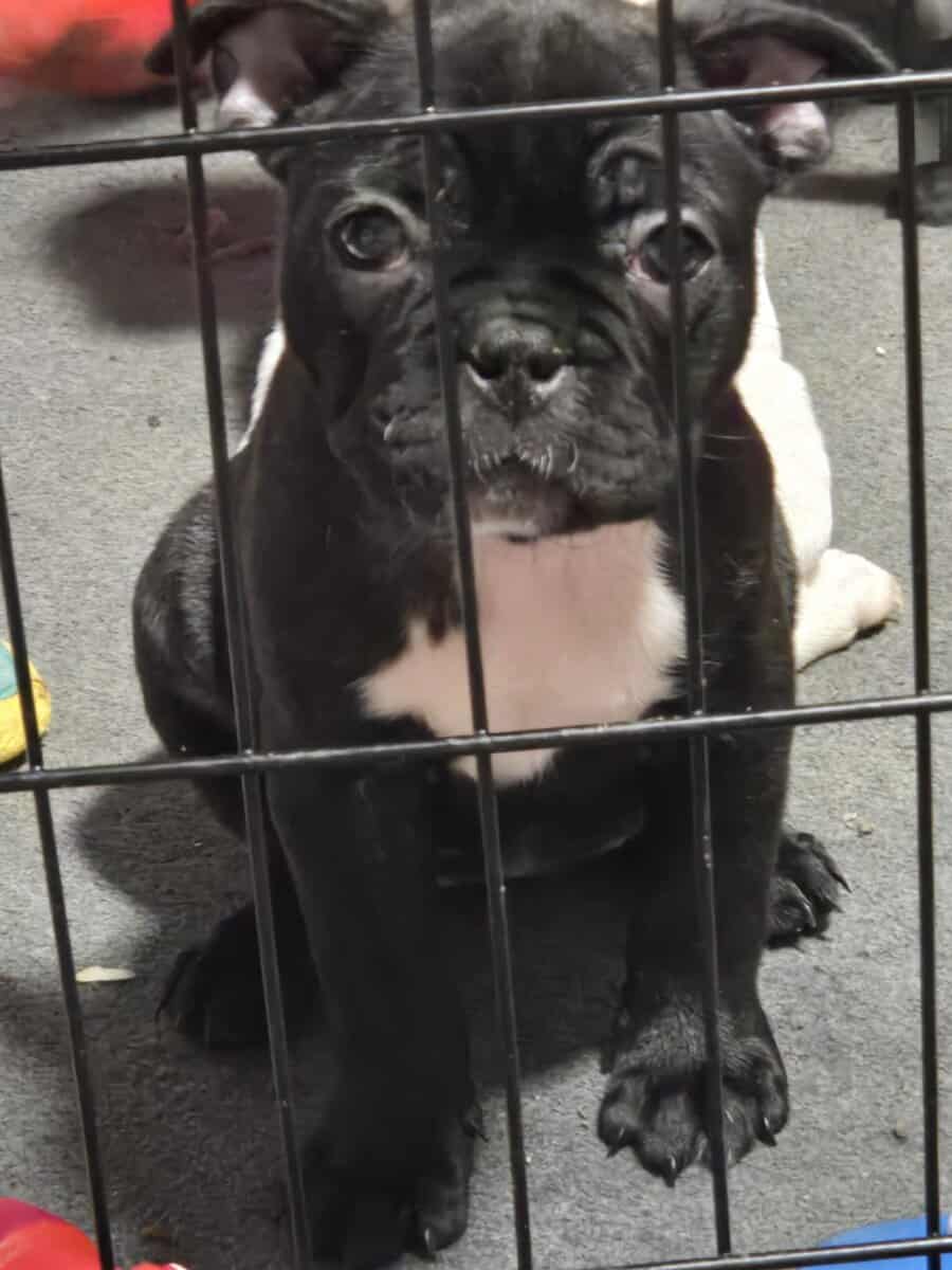French Bulldog Puppies image 13