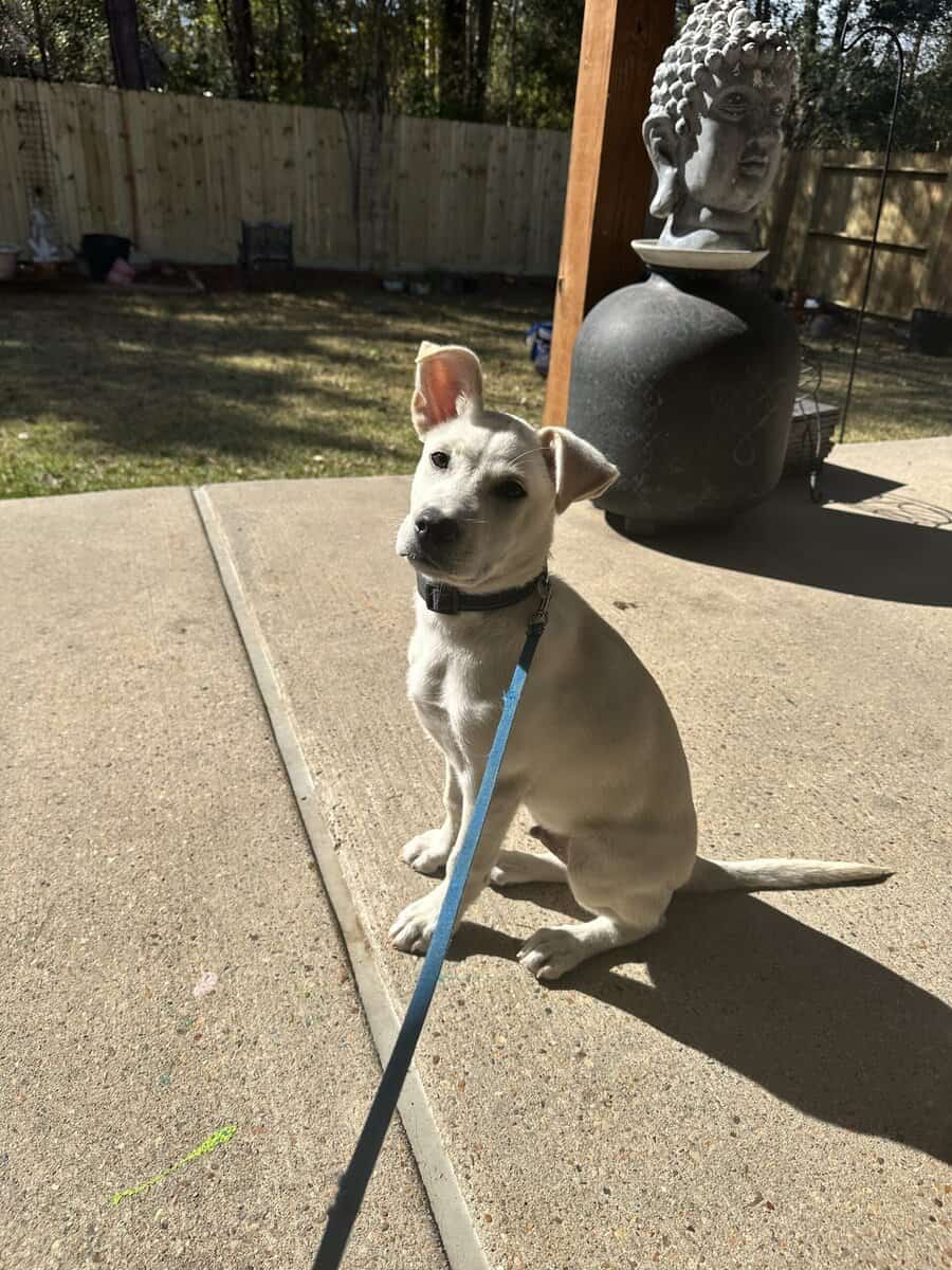 Puppy for adaption image 1