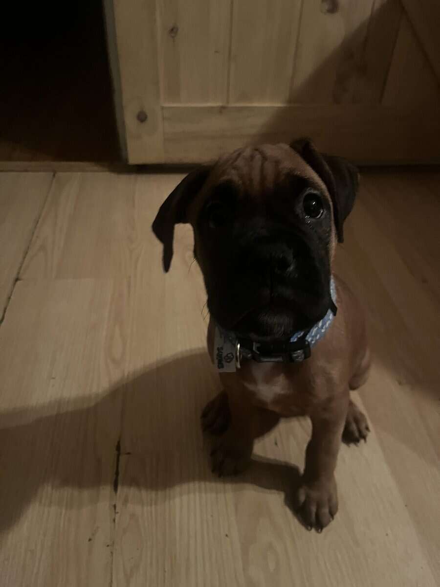 Boxer puppies image 2