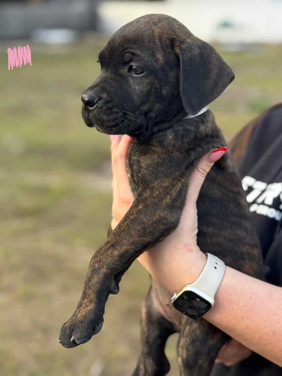 Cane Corso puppies image 6