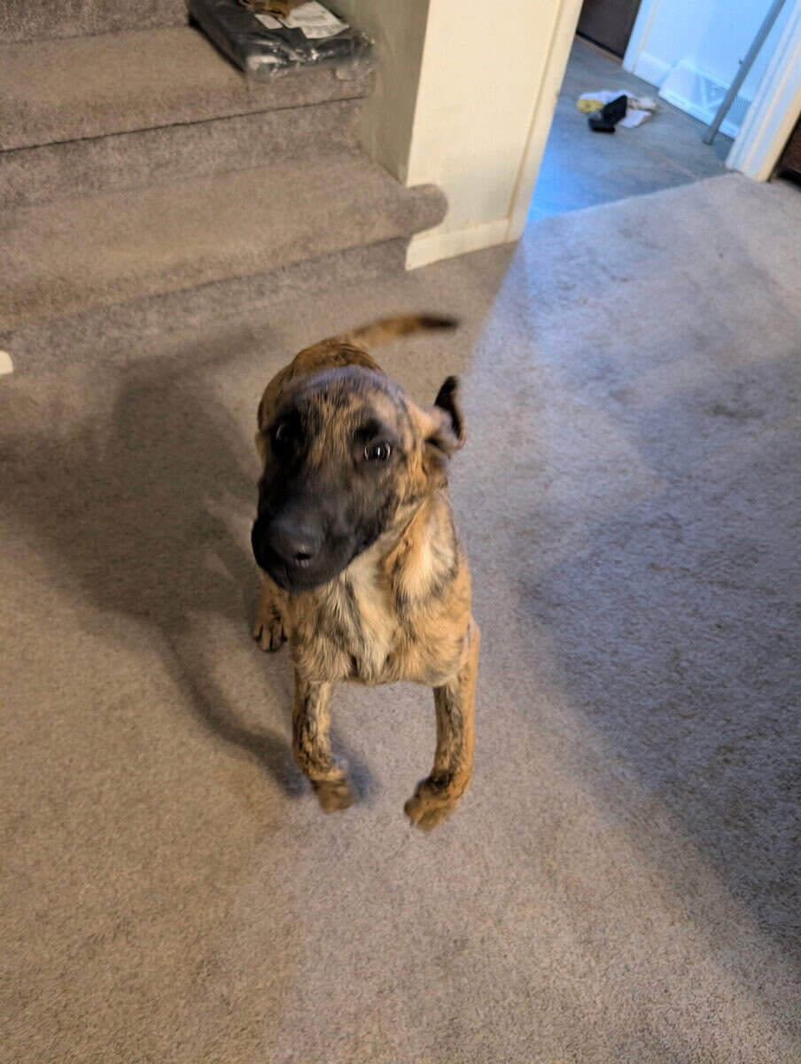 Belgian Malinois xLabrador puppies image 8
