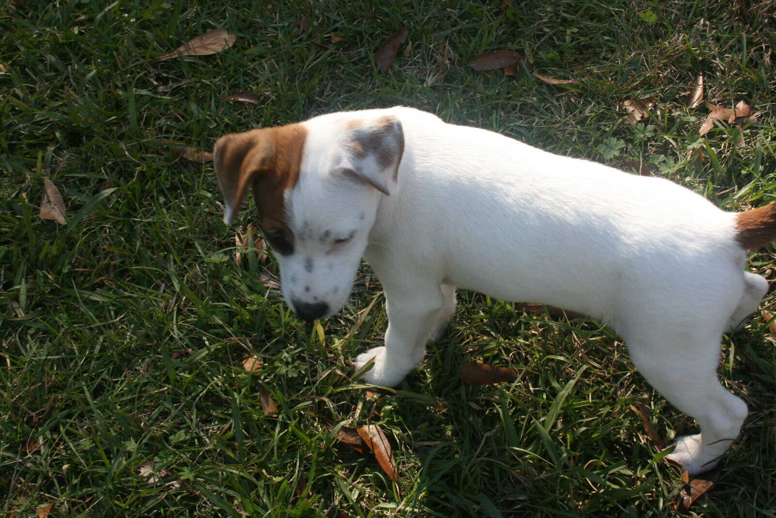 Jack Russell Terrier Puppies for sale image 5