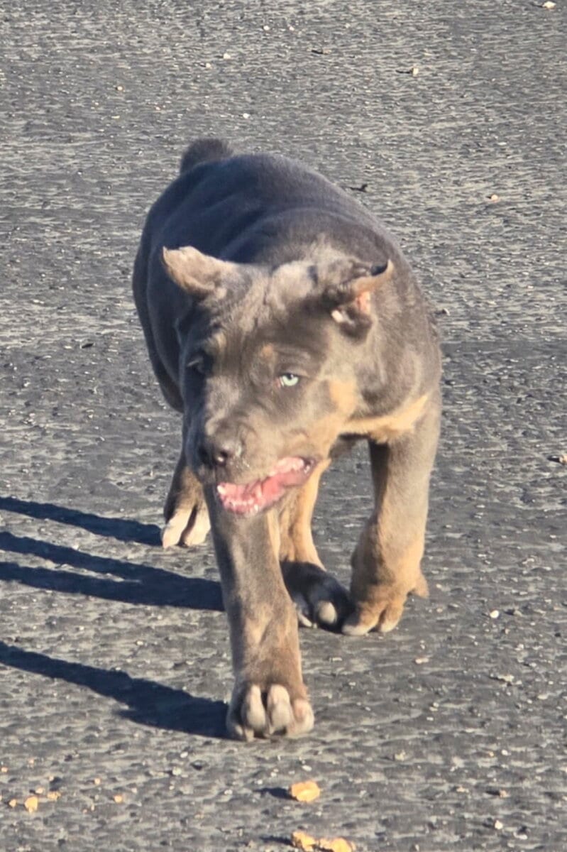 Cane Corso Pups image 6