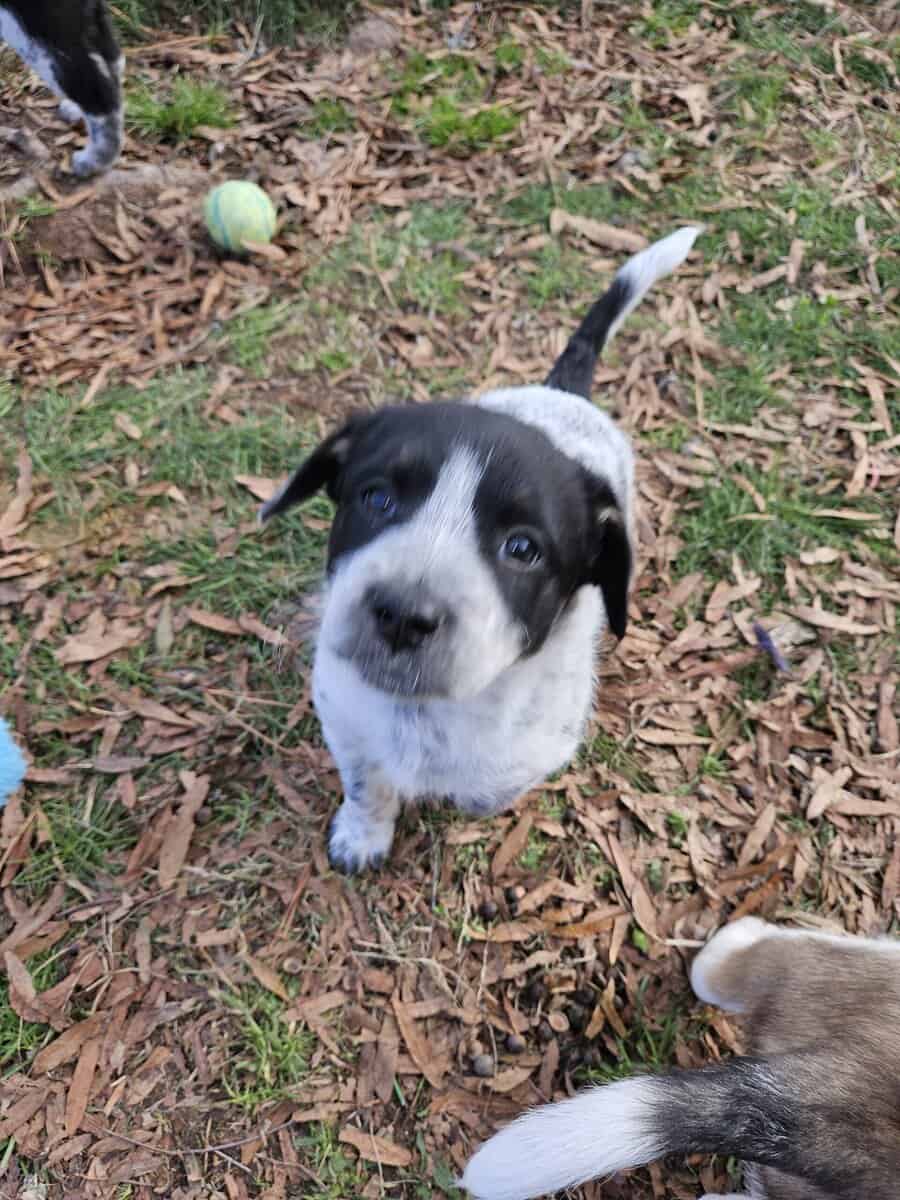 Texas Heeler Puppies image 5