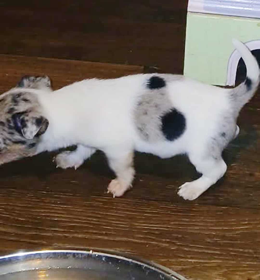 Tiny white with Merle piebald female chihuahua pup image 6