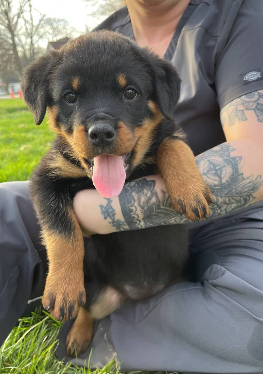 Akc Rottweiler image 2
