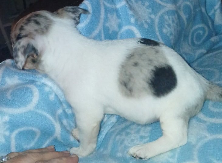 Tiny white with Merle piebald female chihuahua pup image 17