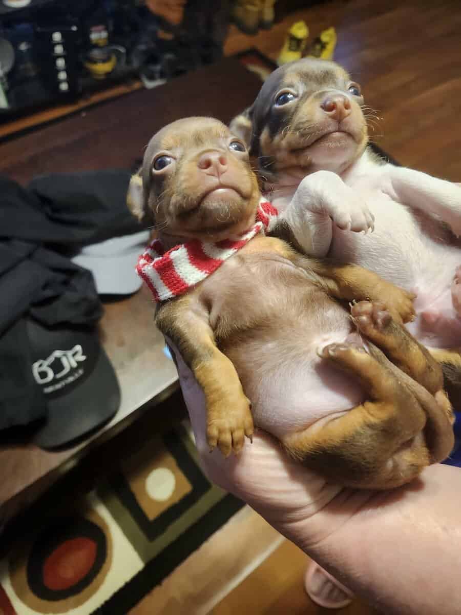 Chihuahua puppies for sale image 4
