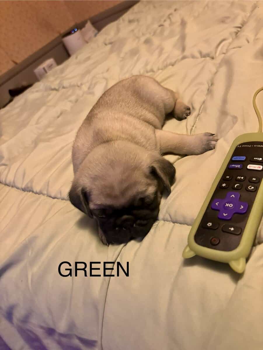 PUG PUPPIES!! image 5