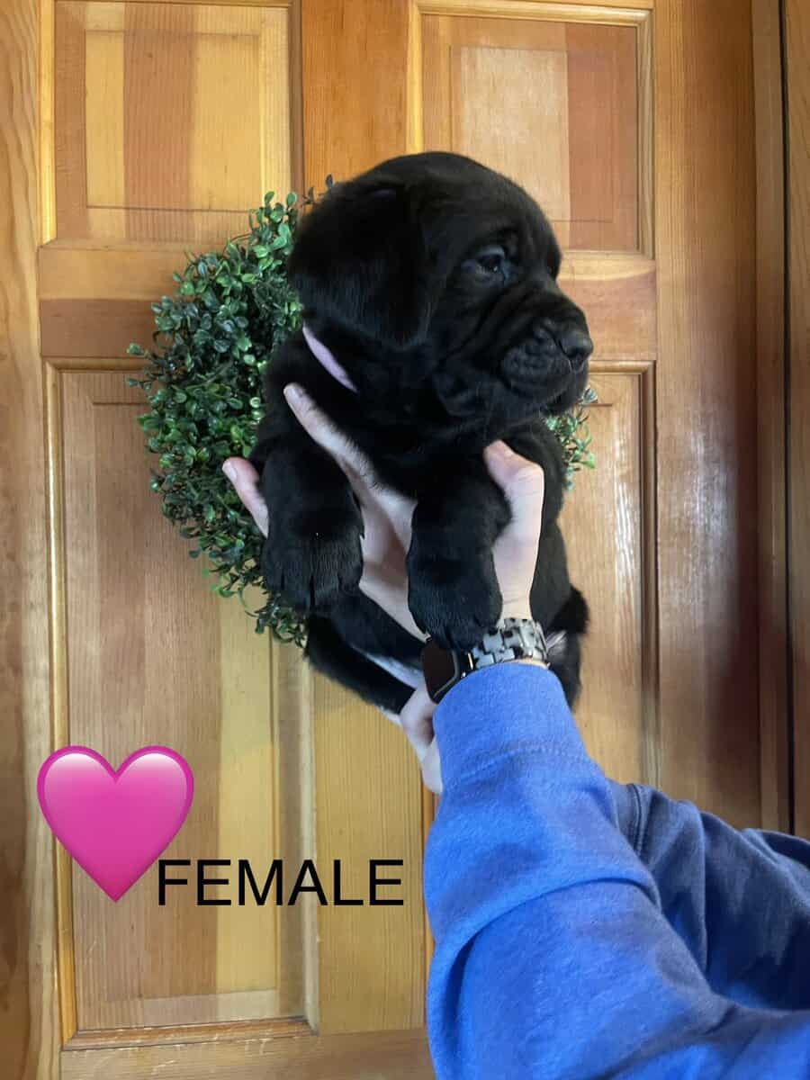 AKC labrador retriever image 3