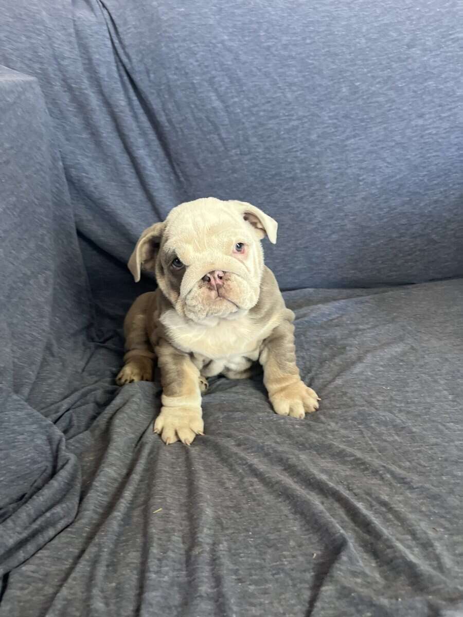 English Bulldog puppies image 4
