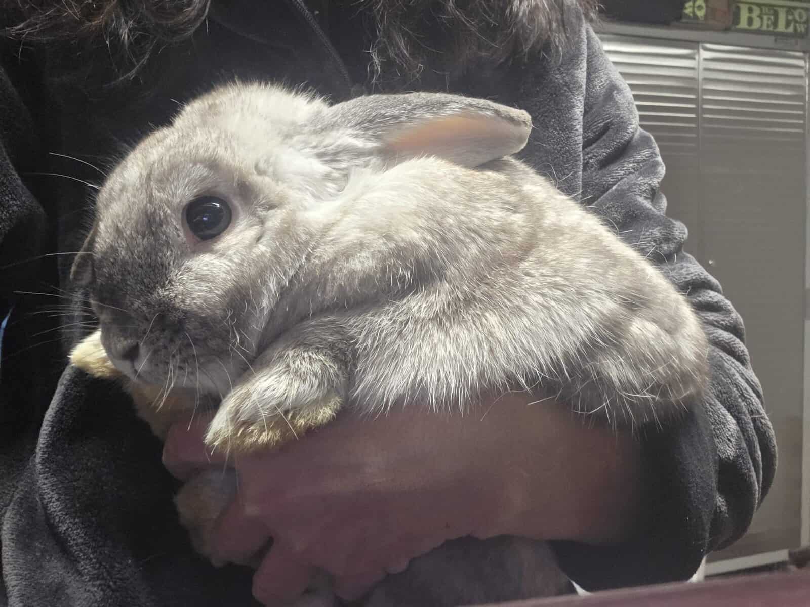 Three loving bunnies image 2