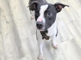 Banks ( 1 Year ) Male