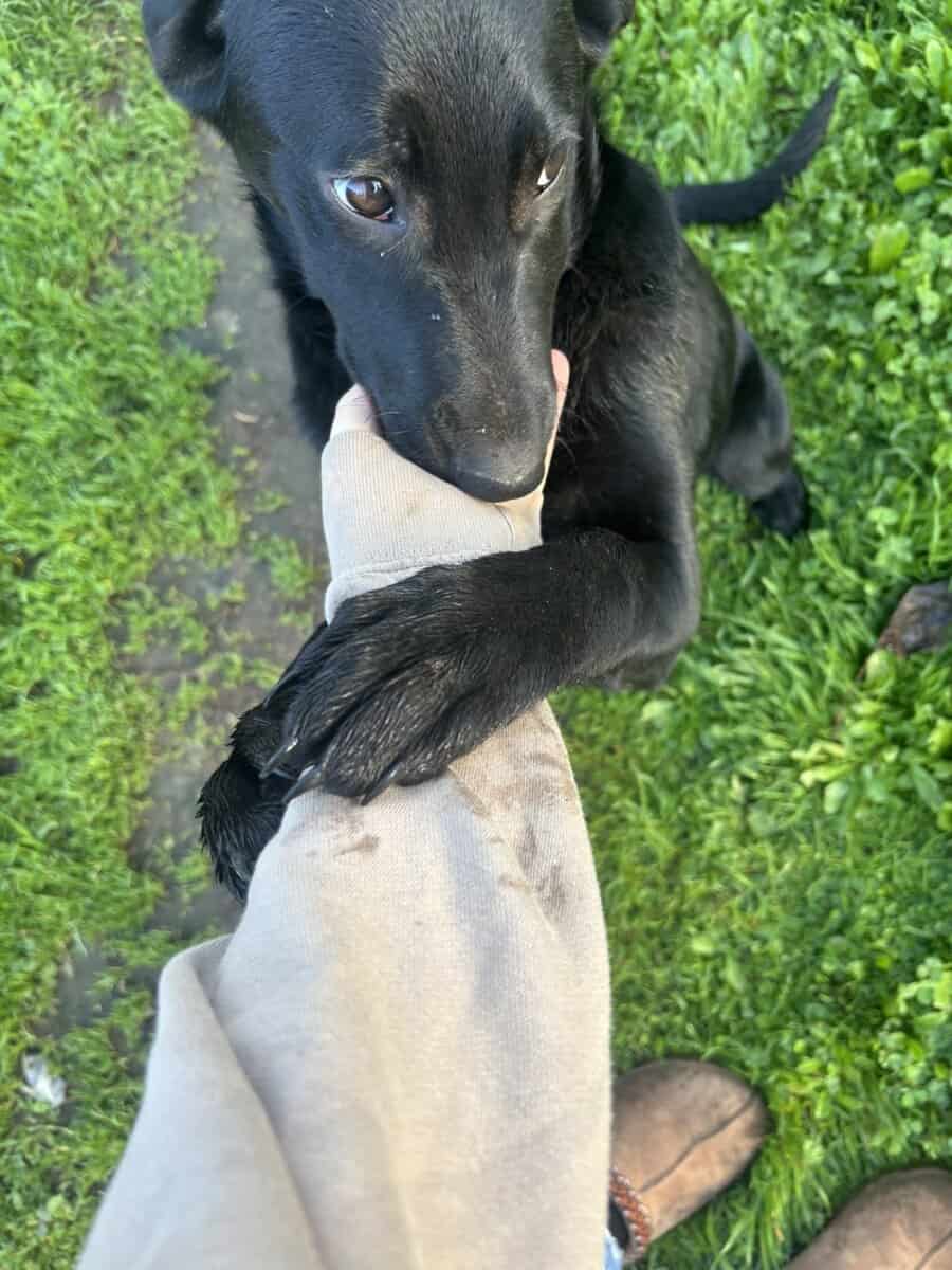 Belgian/Lab Mix Puppy image 2