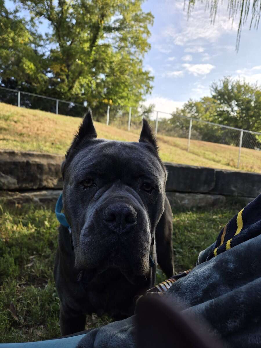 Cane Corso Puppies image 2