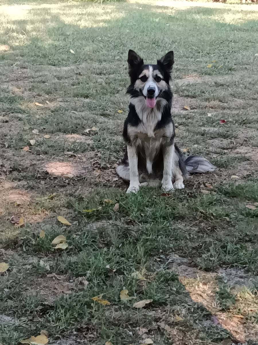 Rehoming Border Collie image 1