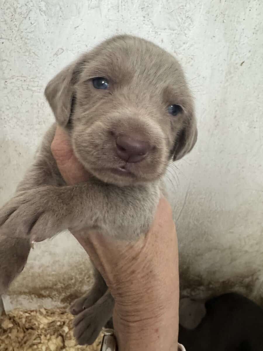 Weimaraner Puppies image 2