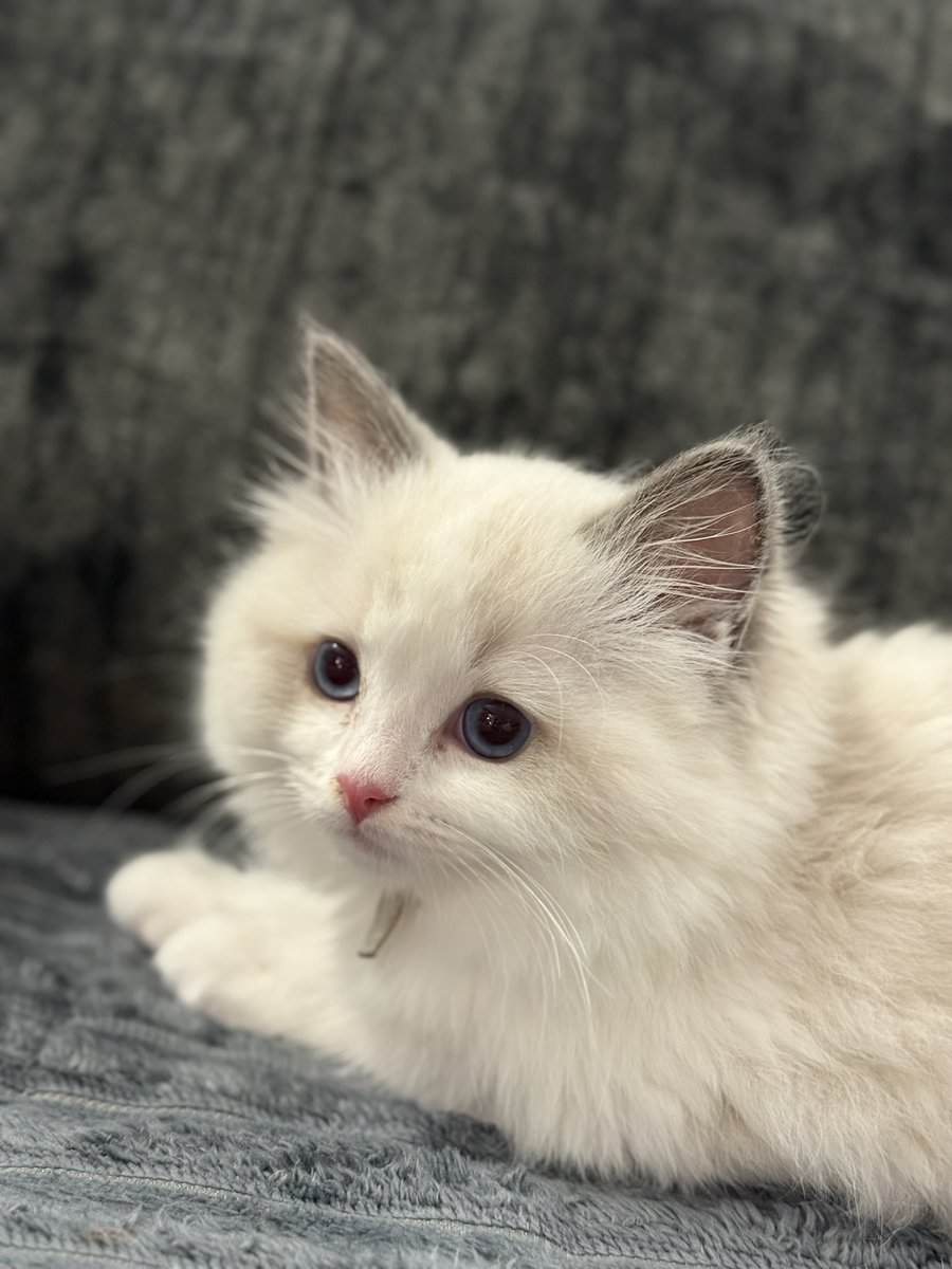 Available Blue Point Bicolor Ragdoll Kittens image 2