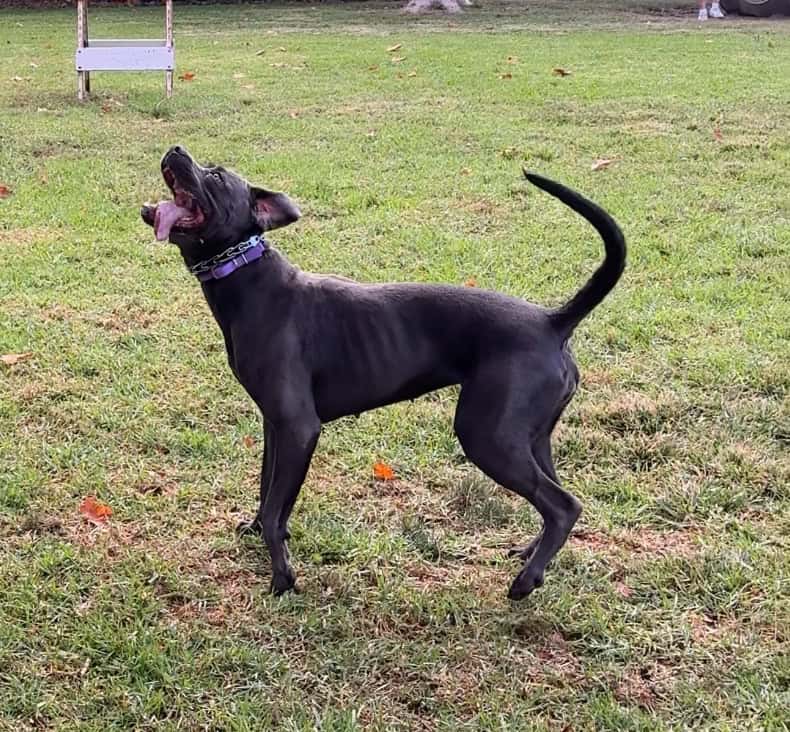 Cane Corso Female 3 Yr Old image 6