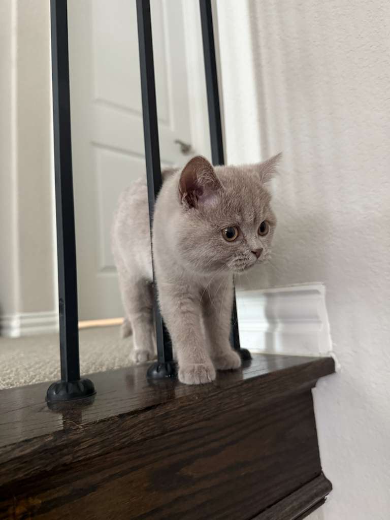 British shorthair kitten 14 weeks lilac female image 2