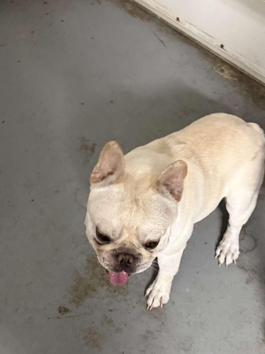 male 1 year fawn sweet, French bulldog image 3