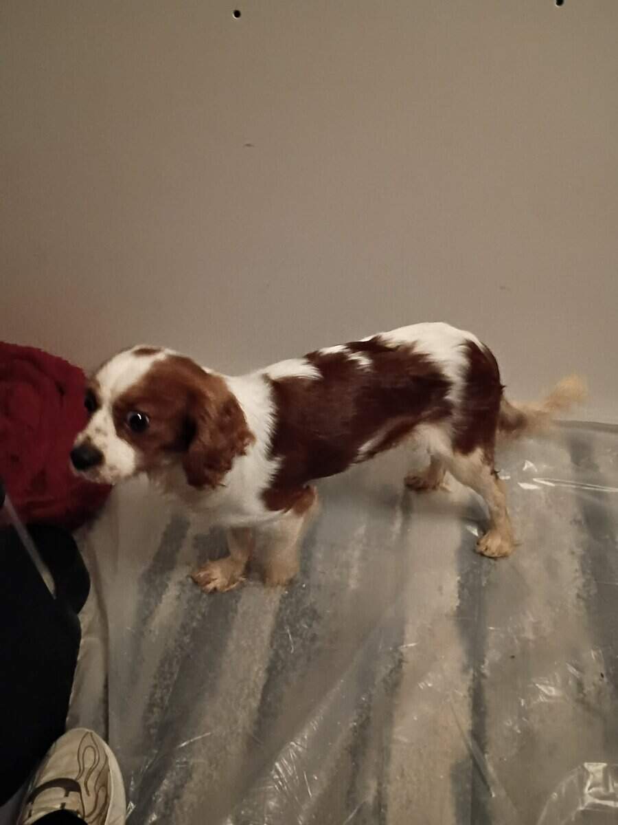 Pure Bred King Charles Cavalier Male image 2