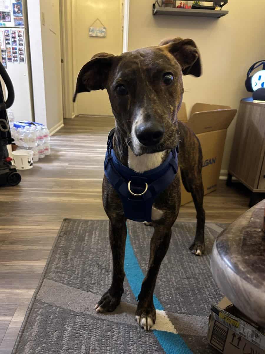 Plott Hound image 1