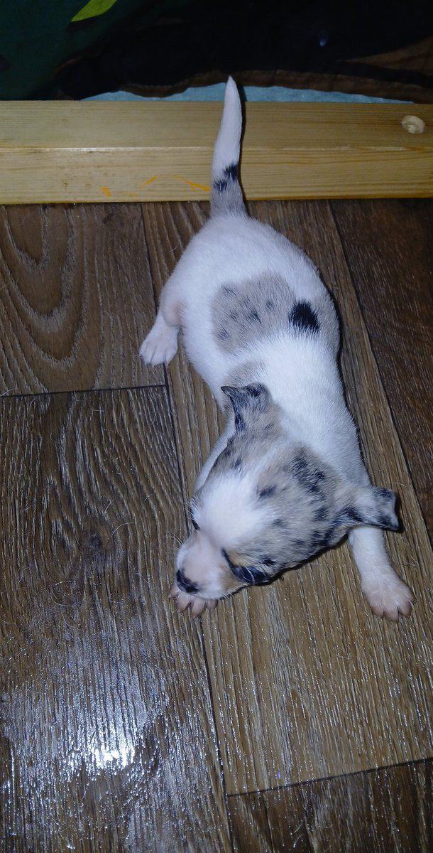 Tiny white with Merle piebald female chihuahua pup image 14