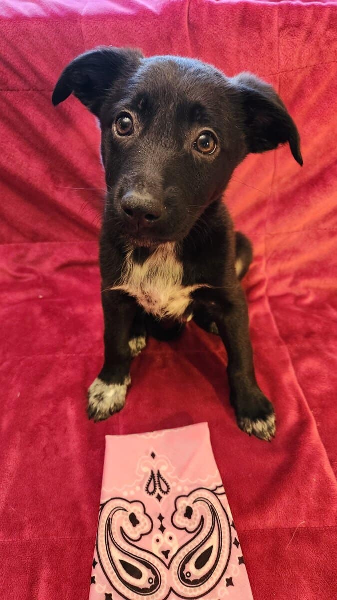 Aussie/ Collie image 13