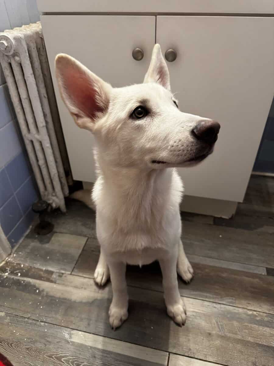 White Siberian Husky pup image 2