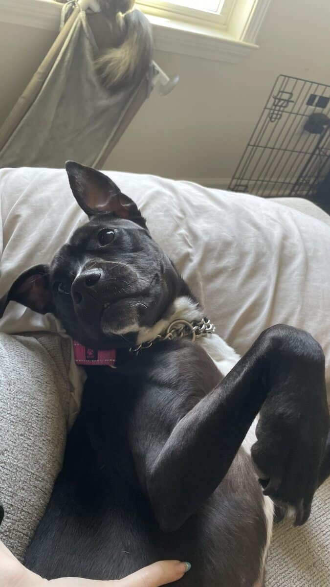 Puppy puddin pop image 24