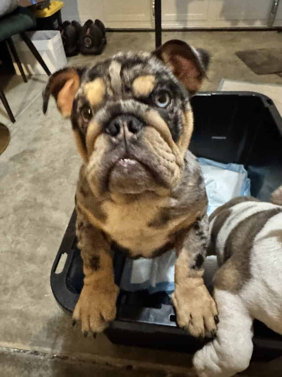 English Bulldogs for sale image 2