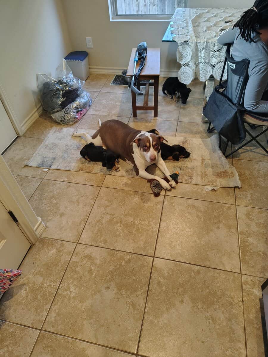 Free puppies image 2
