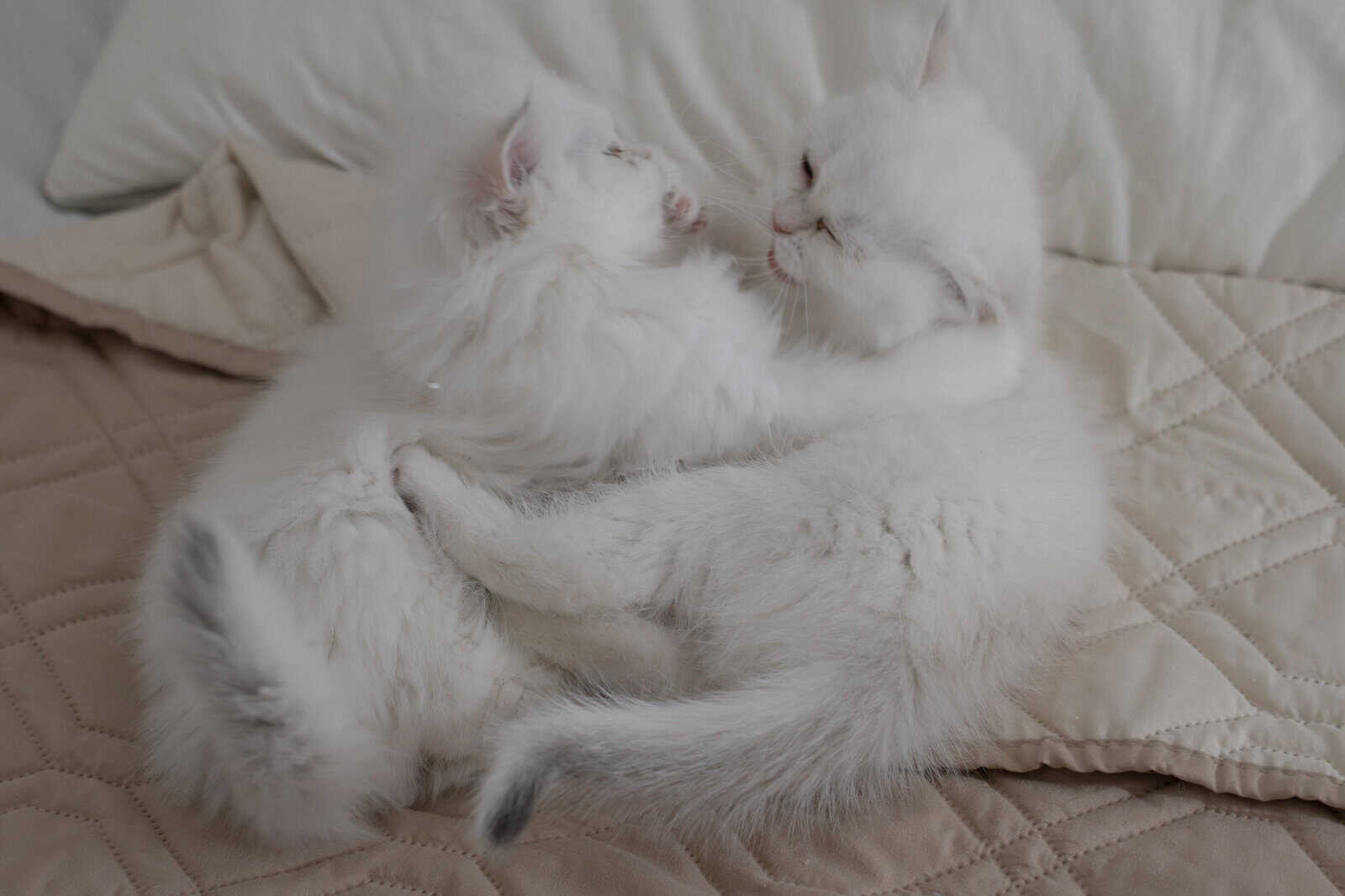 Adorable British Longhair Golden Blue Point image 4