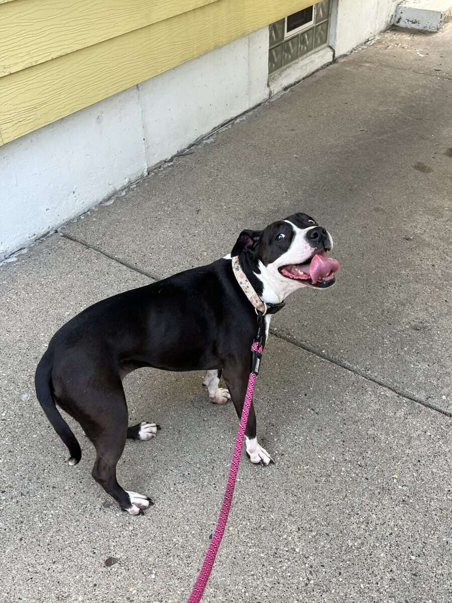 GeGe Rehome image 1