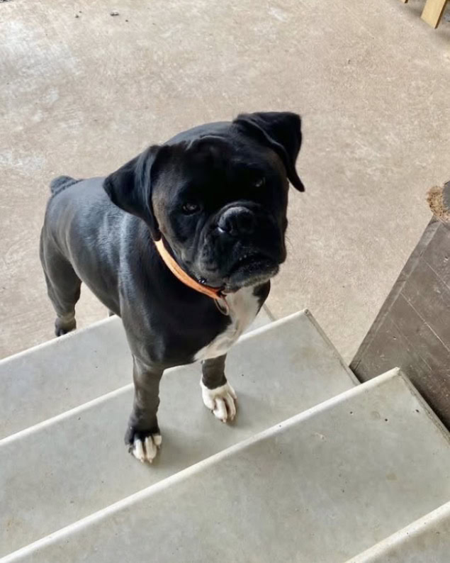 AKC registered boxer, spayed, good with kids image 1