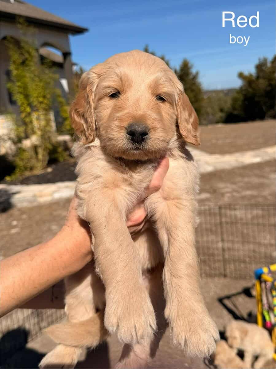 Gentle Giants Goldendoodles, Ready Valentine's Day image 6