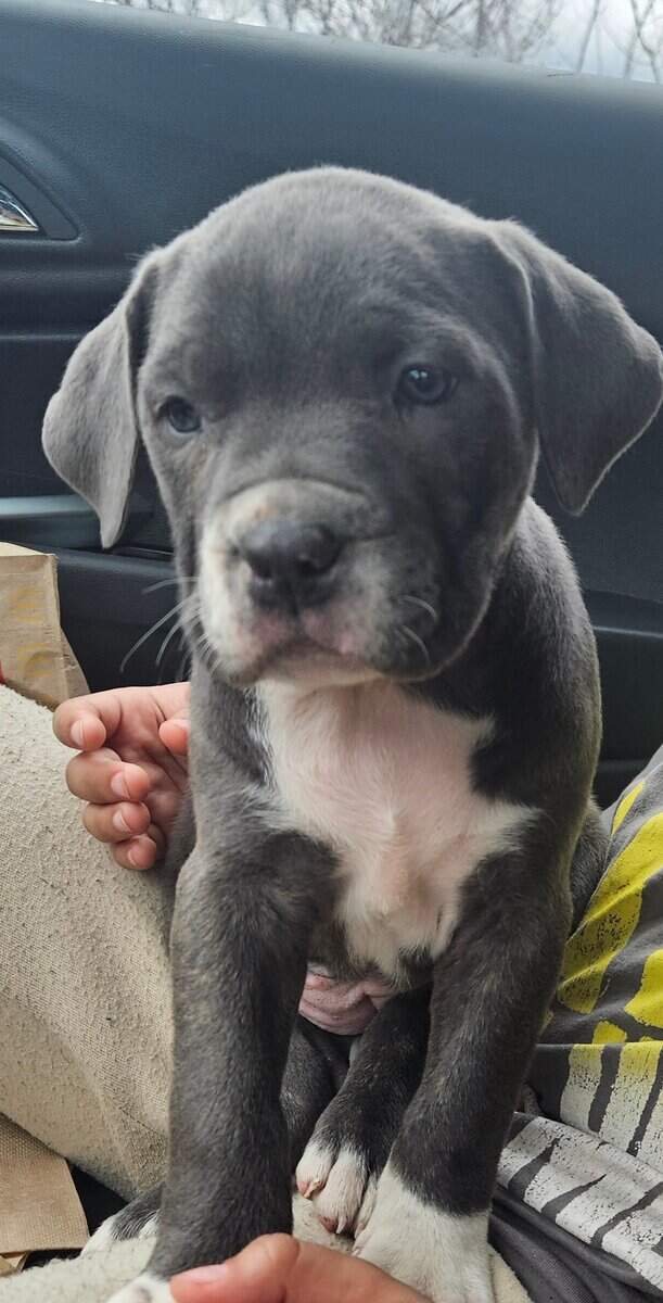 Cane corso pit mix/ image 1