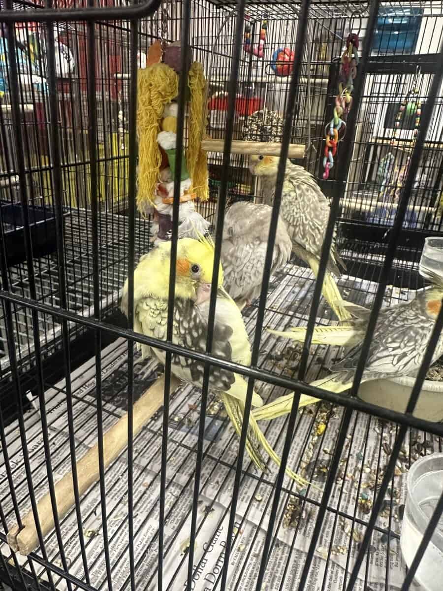 Male cockatiel for sale in Nj image 1