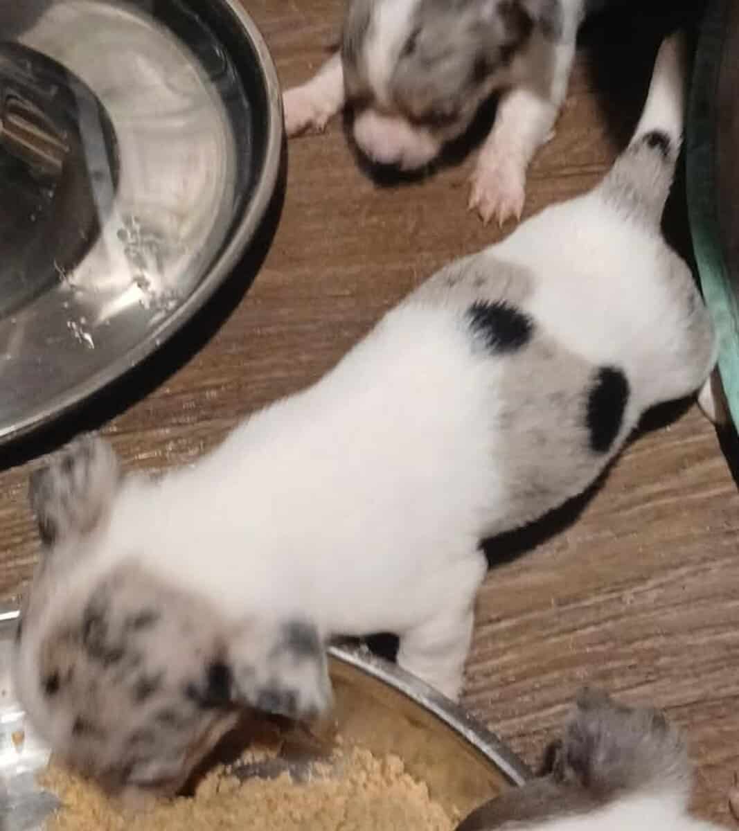 Tiny white with Merle piebald female chihuahua pup image 3