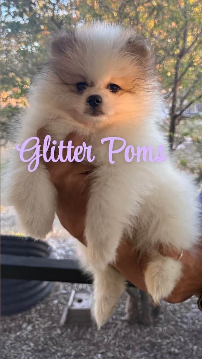 Pomeranian puppies ready for a forever home image 1