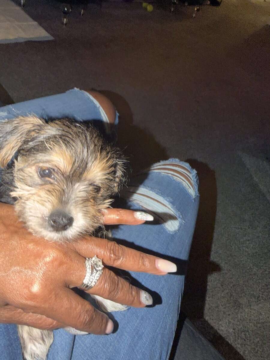Playful Morkie Babies (Puppies) image 5