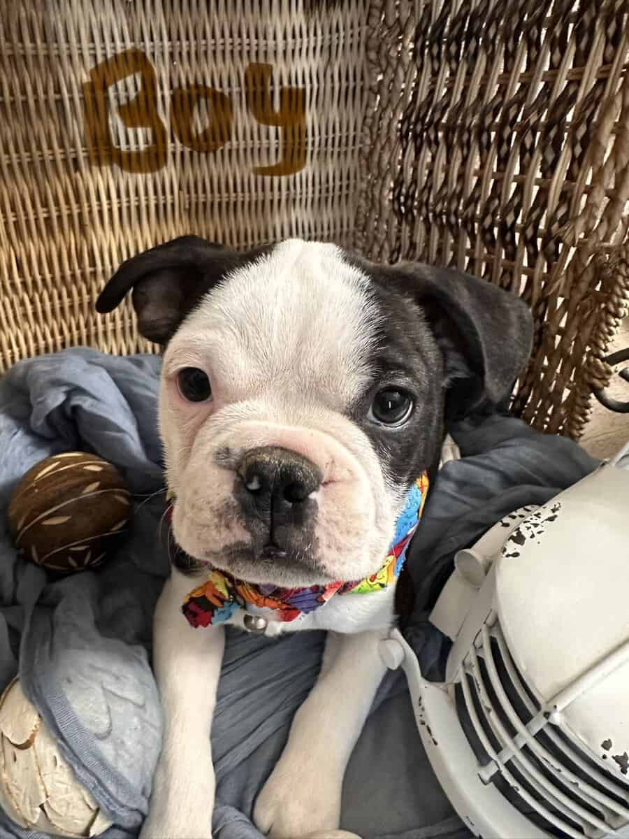 Tiny snorts, Wiggly butts, and excessive cuteness image 4