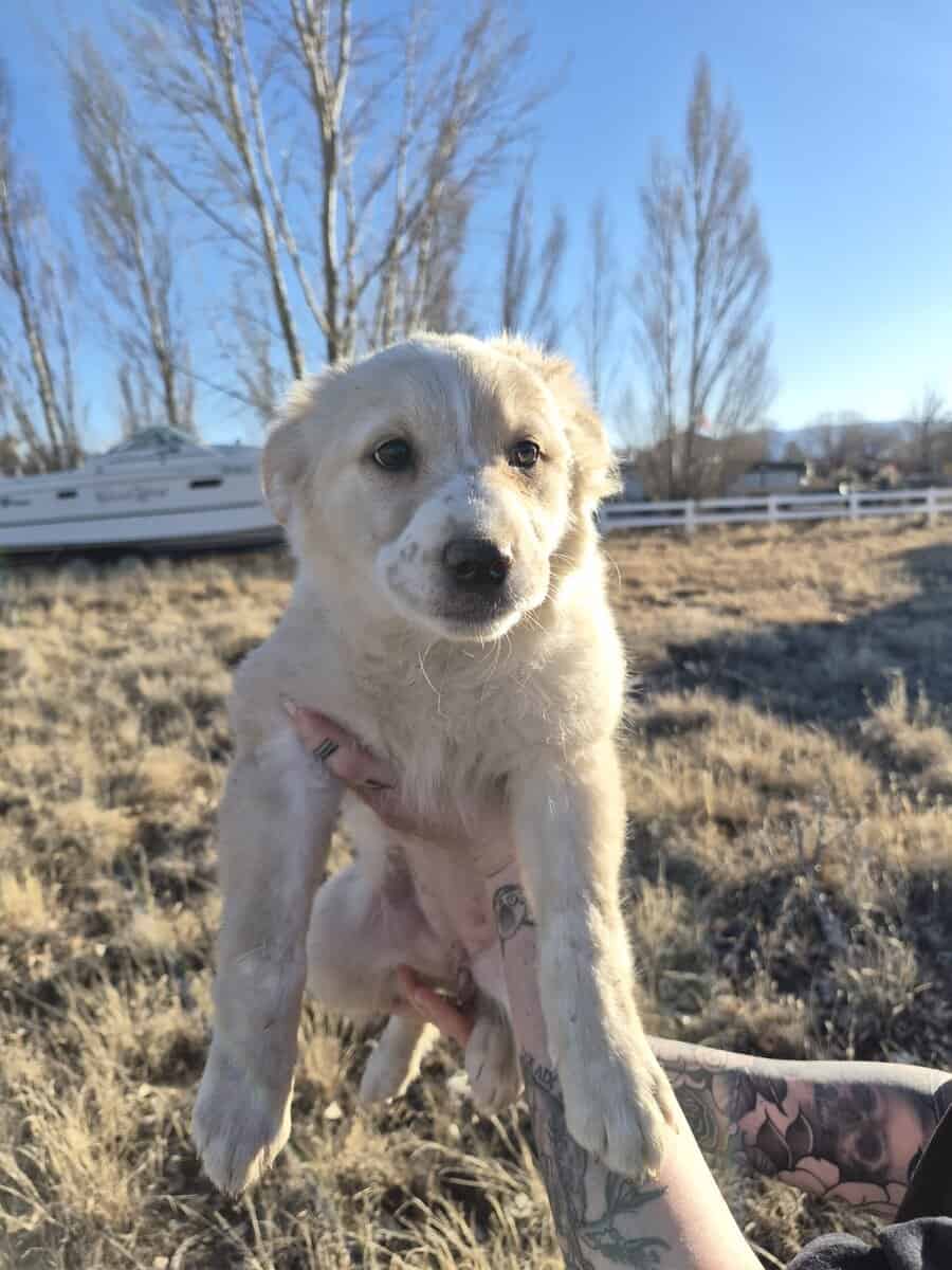 Aussie-Heeler mix puppies image 1