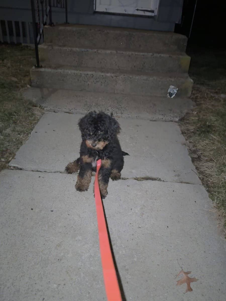 F1b Mini Goldendoodle puppy image 2