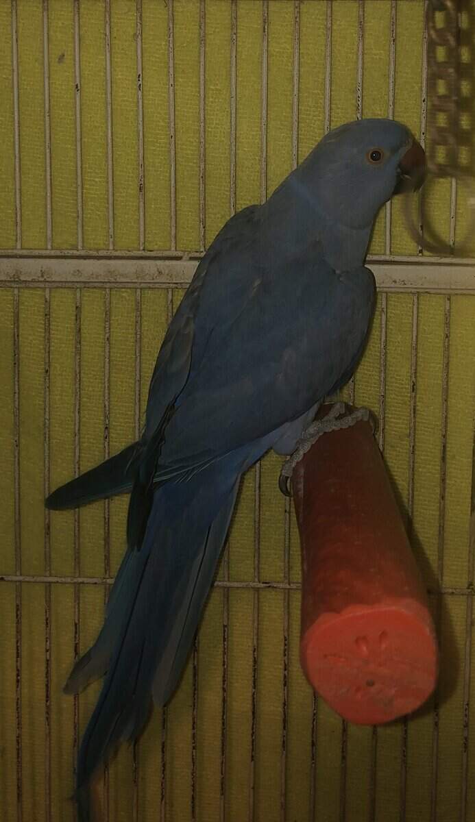 Indian Ringneck Houston TX image 2