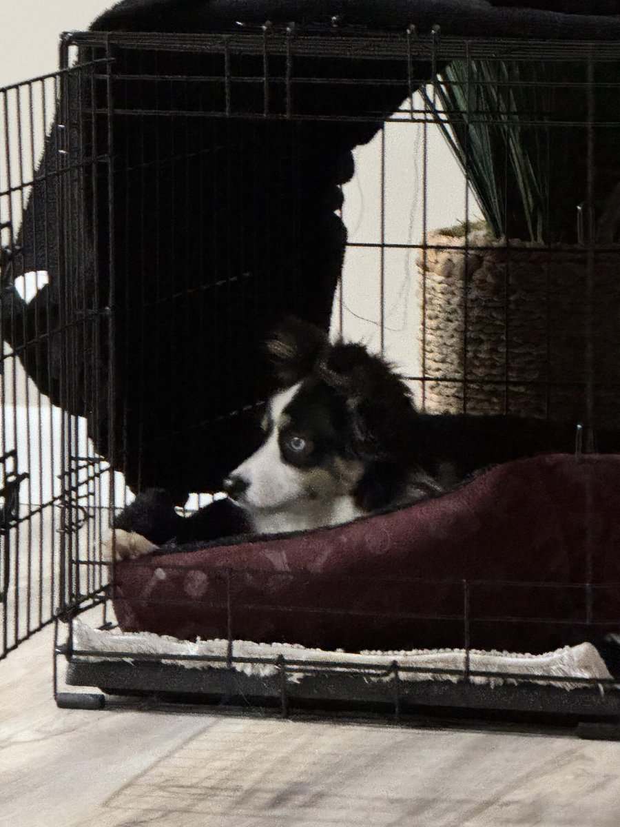 Toy Australian Shepherd image 2